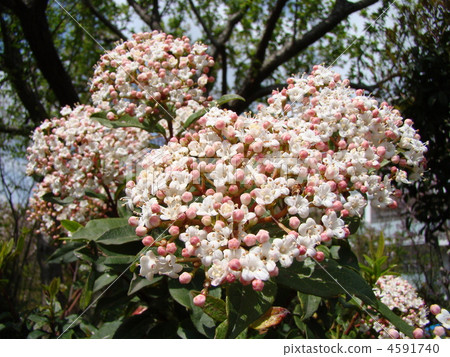 Vivanum Tinus Vivanum Tinus 4591740