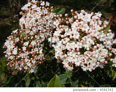 Vivanum Tinus Vivanum Tinus 4591741