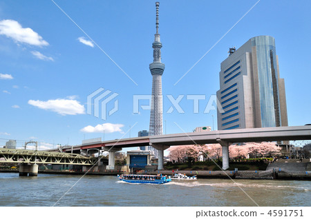東京天空樹和櫻花 東京天空樹和櫻花 4591751