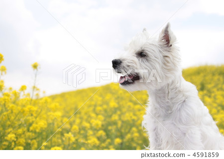 westie, west highland white terrier, dog 4591859