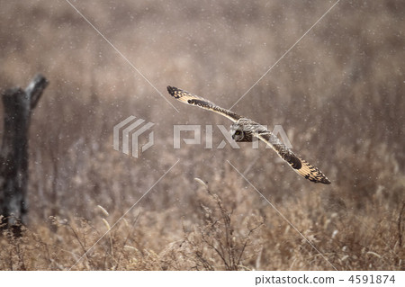 短耳鴞 猛禽 鳥兒 4591874