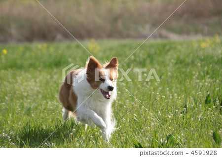 博德牧羊犬 毛孩 動物 4591928