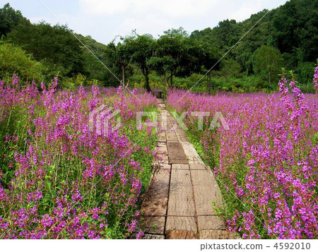 Hananoe Town Township Miso Hagi Group 4592010