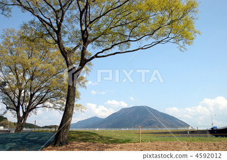 格羅夫的樹木 樹木 樹 4592012