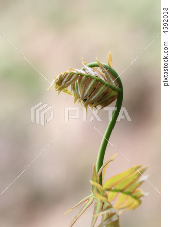 Autistic spring wince 4592018