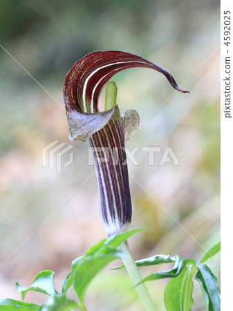 蒙古（稻草） 4592025