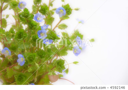 Persian speedwell Persian speedwell 4592146
