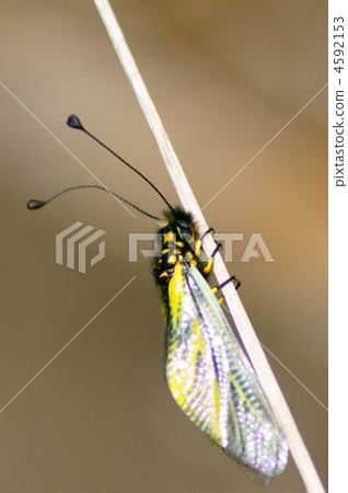 小貓跳板 4592153