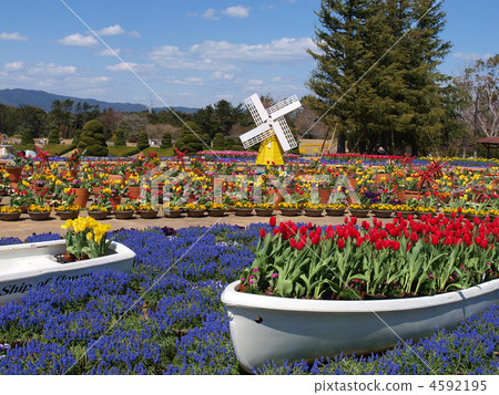 濱松花公園·花場和風車 濱松花公園·花場和風車 4592195
