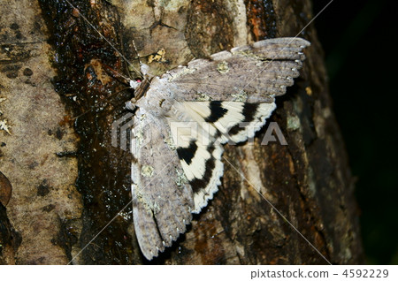 Shilohitoba在午夜 4592229