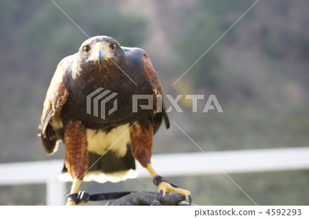 bird, birds, fowls 4592293