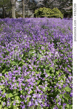 One side of Murasakihanana One side of Murasakihanana 4592299