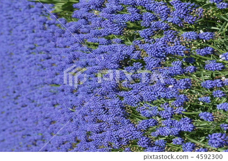 Muscari on one side 4592300
