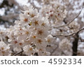 櫻花 櫻 賞櫻 4592334