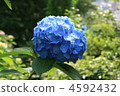 Blue Hydrangea 4592432