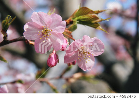櫻花 櫻 賞櫻 4592476