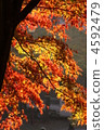 Bright autumn leaves 4592479
