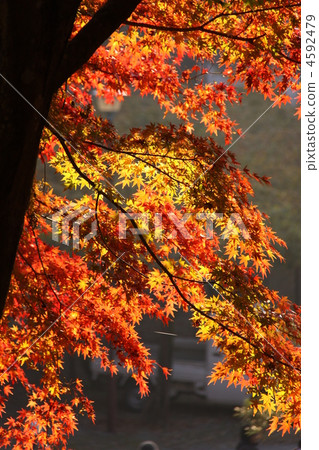 明亮的秋葉 明亮的秋葉 4592479