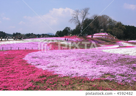 粉色鮮花 紅花 白色鮮花 4592482