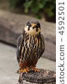 Falcon 4592501