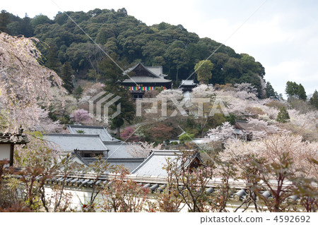 花寺“Hase Temple” 花寺“Hase Temple” 4592692