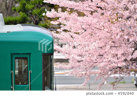 Keihan Train 13001 Uji Line Megugan Bridge Sakura 4592840