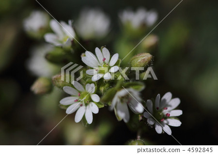 hakobe之花 4592845