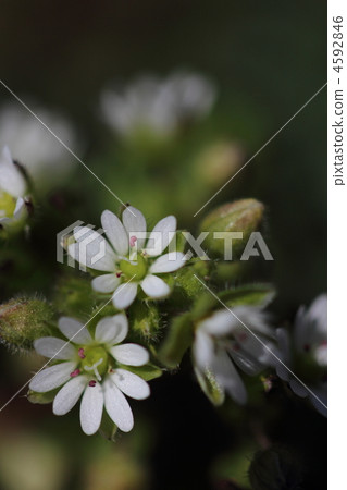 hakobe之花 4592846