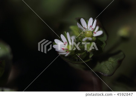 Flower of hakobe 4592847