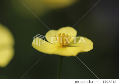 Flowers of Escortia 4592848