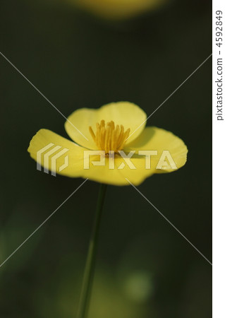 Escortia花 Escortia花 4592849