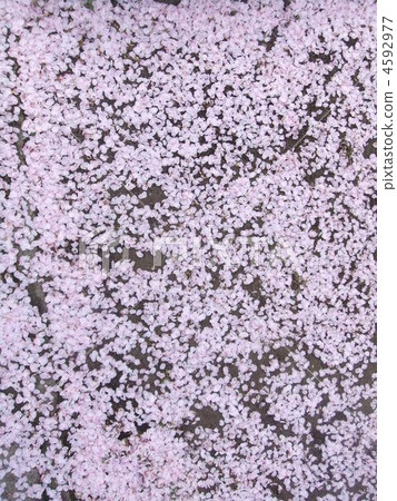 Petal path 4592977