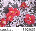 Clean petal 4592985