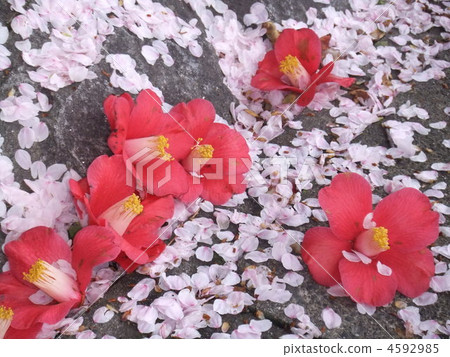 Clean petal 4592985