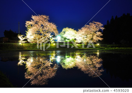 Cherry blossoms with a cherry blossoms and a watercolor (light up at a rice station) 4593020