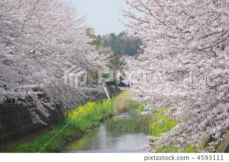 Cherry blossom trees in full bloom of the Asakawa River 4593111