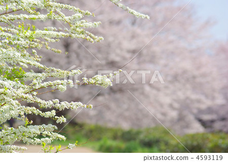 Yukiyanagi的花和櫻花 Yukiyanagi的花和櫻花 4593119