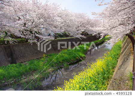 Cherry blossom trees in full bloom of the Asakawa River Cherry blossom trees in full bloom of the Asakawa River 4593128