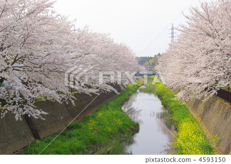 Cherry blossom trees in full bloom of the Ukawa River (Kamiabe-cho, Totsuka-ku, Yokohama-shi, Kanagawa) 4593150