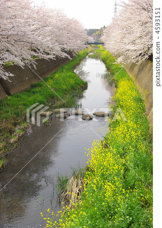 Cherry blossom trees in full bloom of the Ukawa River (Kamiabe-cho, Totsuka-ku, Yokohama-shi, Kanagawa) 4593151