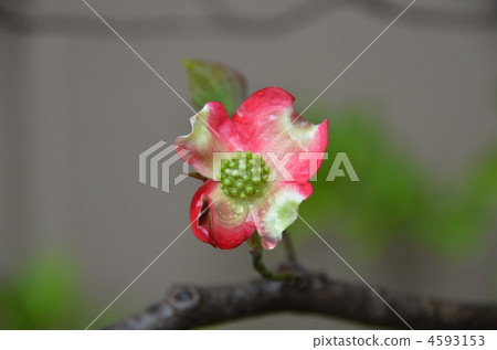 Rain dogwood Rain dogwood 4593153