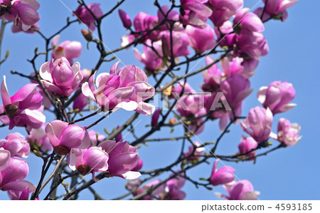 Tree · Magnolia magnolia Tree · Magnolia magnolia 4593185