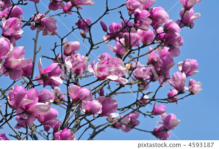 樹·木蘭木蘭 4593187