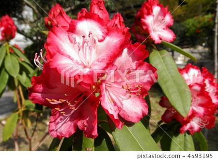 Western Isonan（花語：尊嚴） 4593195