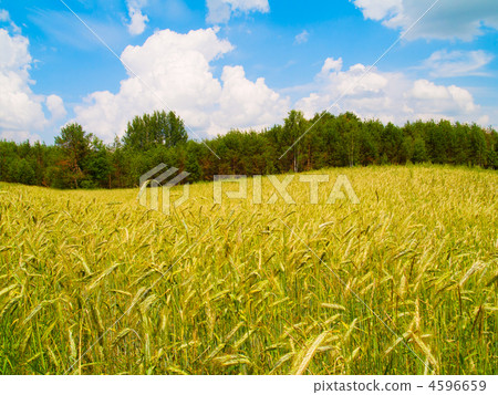 harvesting field of rye harvesting field of rye 4596659
