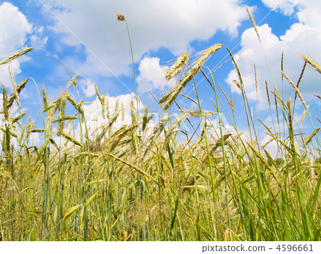 harvesting field of rye harvesting field of rye 4596661