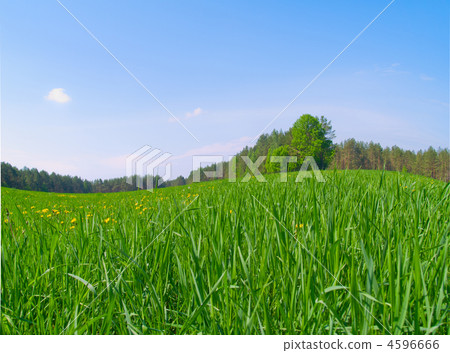 spring meadow spring meadow 4596666