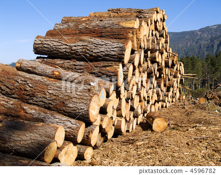 pine logs 4596782