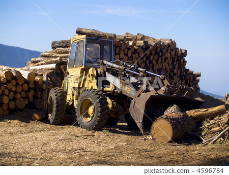Buldoser picking pine wooden logs 4596784