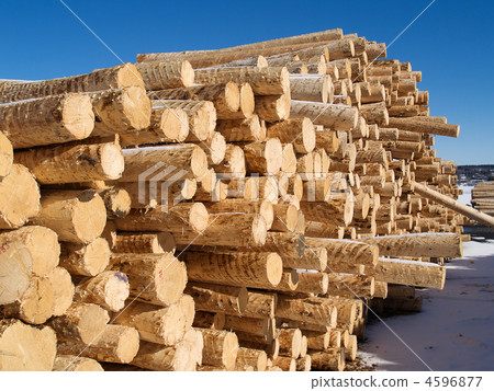 peeled logs in yard of paper factory 4596877